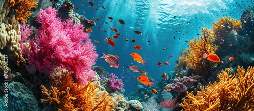 Pink and orange corals and school of swimming tropical fish Snorkeling on the colorful coral reef underwater photography Vivid healthy marine wildlife Ocean ecosystem. with copy space image
