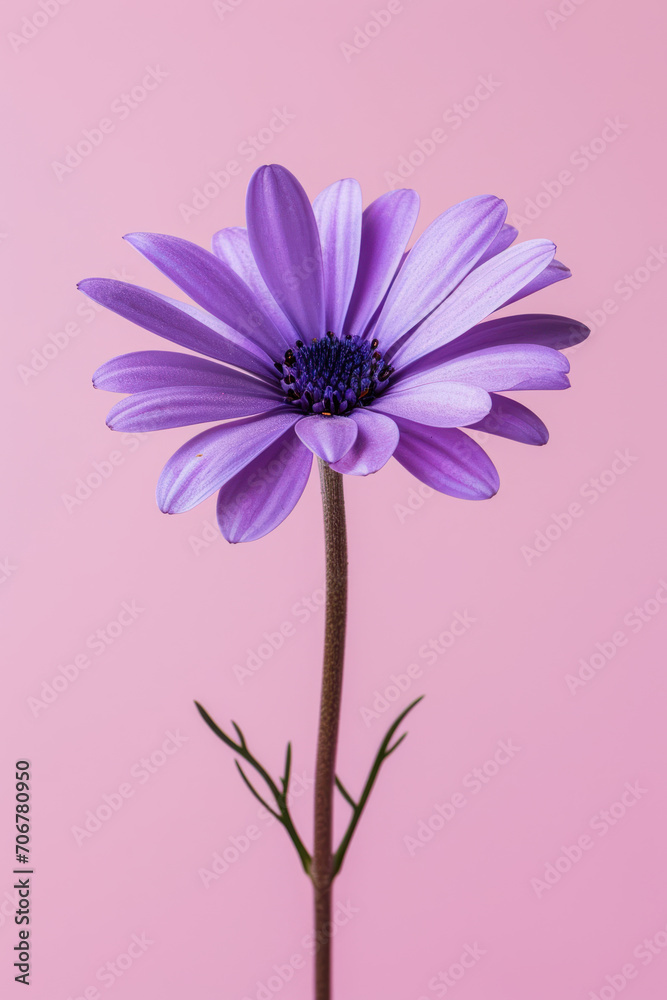 Purple daisy flower soft elegant vertical background, card template