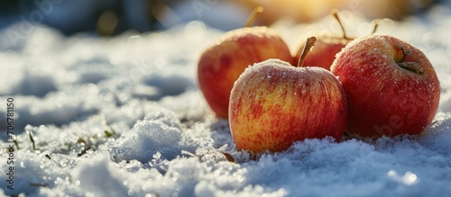 The apples in the orchard remained unharmed Apples on which the snow fell Rotten apples and snow. with copy space image. Place for adding text or design © vxnaghiyev