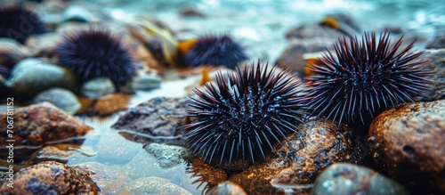 Sea urchins have hard and sharp feathers besides that most sea urchins are black and live attached to rocks. with copy space image. Place for adding text or design photo