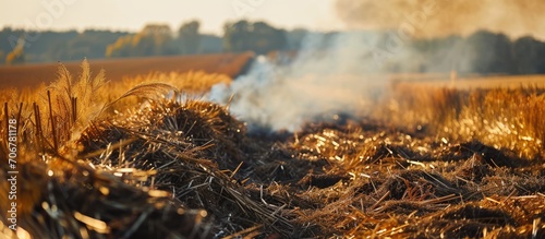 Straw burning after harvesting at the field smoky fields burning residue disturbs the cleanliness of the air. with copy space image. Place for adding text or design