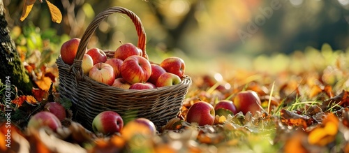 Organic ripe fruit in baske...