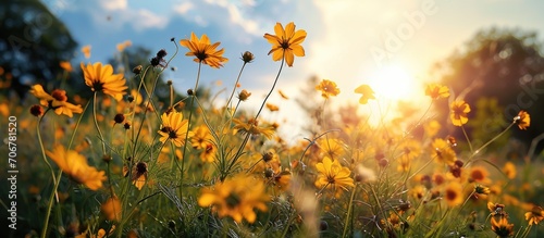Sun facing flowers the yellow flowers are blooming beautifully it looks very beautiful green nature around open sky shining sun around. with copy space image. Place for adding text or design