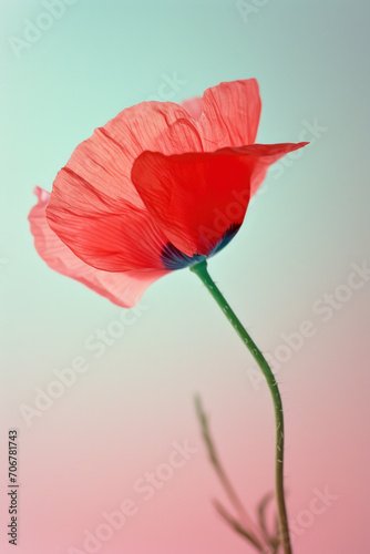 Red poppy flower soft elegant vertical background, card template