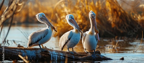Nature in romania danube th...