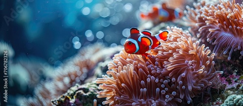 red sea clownfish with bright red sea anemone. with copy space image. Place for adding text or design
