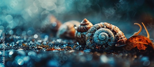 snail or gastropod with shell small animals and molluscs with antennae. with copy space image. Place for adding text or design photo