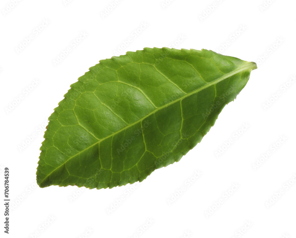 Fresh green tea leaf isolated on white Fresh green tea leaf isolated on white