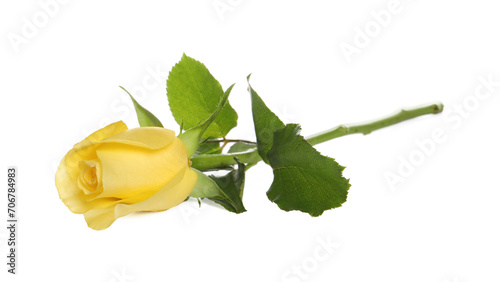 Beautiful fresh yellow rose isolated on white