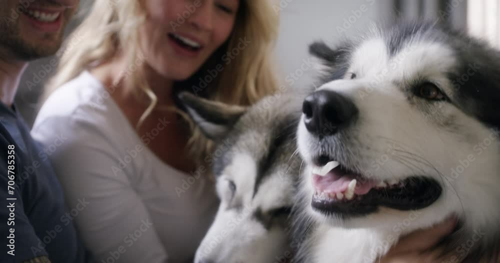 Stroke, love or happy couple with dogs in bedroom for bond, hug or wellness with trust or loyalty. Relax, apartment or people with furry animals, pets or husky with care, peace or support in a house Stroke, love or happy couple with dogs in bedroom for bond, hug or wellness with trust or loyalty. Relax, apartment or people with furry animals, pets or husky with care, peace or support in a house