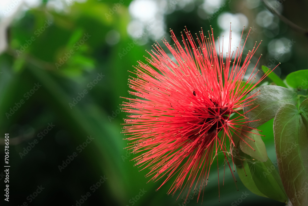Calliandra flower bloom in the garden. Calliandra flower has red color Calliandra flower bloom in the garden. Calliandra flower has red color