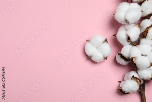 Branch with cotton flowers on pink background  top view. Space for text