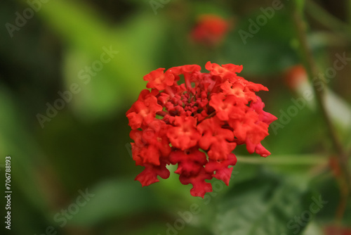 shrub verbena or lantana flower blooms in the garden. shrub verbena or lantana flower have latin named lantana camara. lantana flower from verbenaceae family