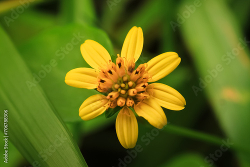 wedelia flower bloom and grow in nature. wedelia has botany name wedelia biflora from asteraceae. wedelia is yellow small flower to treat malaria photo
