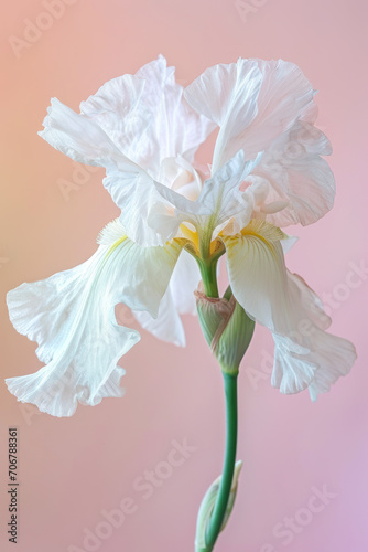 White iris flower soft elegant vertical background, card template