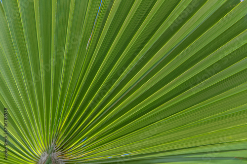 palm leaf in sunlight as background 2