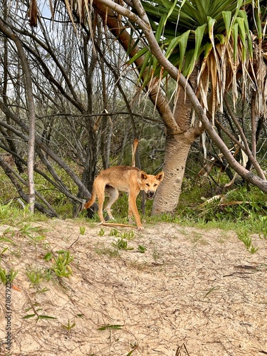 Dingo on K'gari Fraser Island, Australia © KRISTIN
