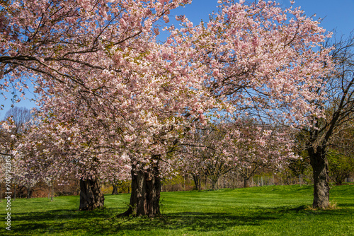 pink cherry trees blooming in the spring time