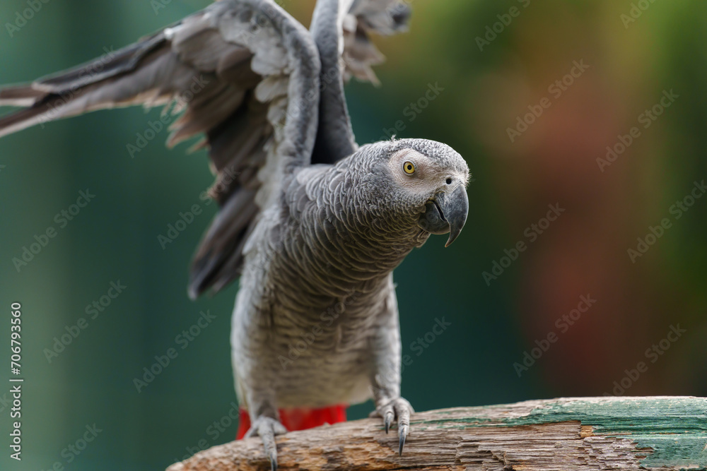 African grey parrot (Psittacus erithacus) on wood tree branch. bird flaps its wings African grey parrot (Psittacus erithacus) on wood tree branch. bird flaps its wings