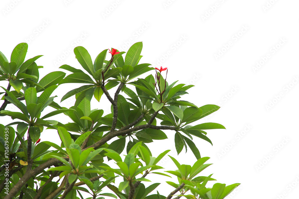 Green leaf or branch isolated on white background.Selection focus.