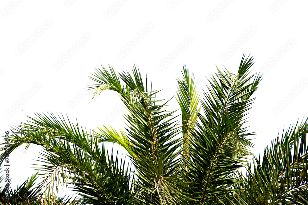 green coconut leaf or tree branch isolated on white background.Selection focus.