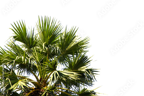 green coconut leaf or tree branch isolated on white background.Selection focus. © Parichart