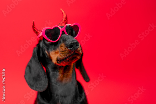 Dachshund dog wearing heart-shaped glasses with shiny masquerade horns looks up with superiority on red background Party valentines day, halloween, romantic dates Pet camouflage wearing sunglasses
