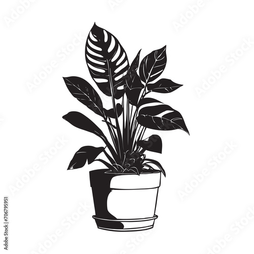 Classic indoor plant