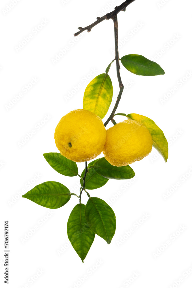 葉の裏側から見た黄色いユズの果実　Citrus junos