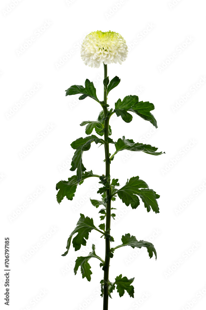 Obraz premium 淡緑色のピンポンマム Chrysanthemum morifolium