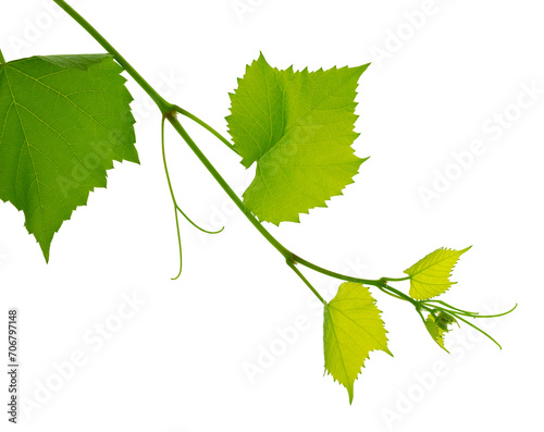 Grape branch with green leaves and tendrils on transparent, png. Grapevine. Sprig with leaves of grapevine