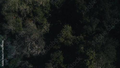 Gibraltar trees viewed from above photo