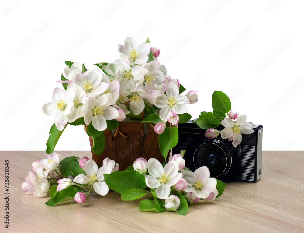 Retro camera and cherry blossom. Cherry branch. Spring flowering tree branch, design element. transparent, png