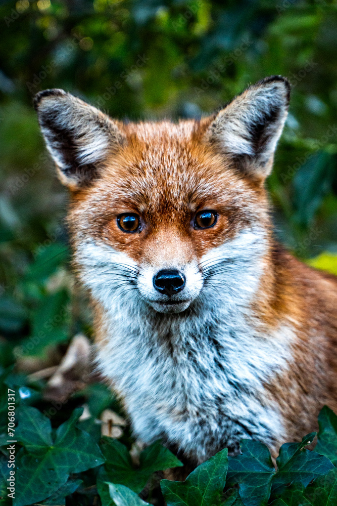 red fox in the woods