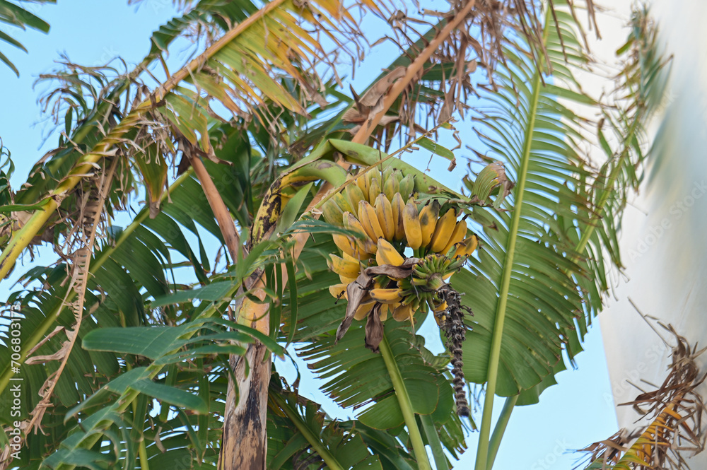 Fototapeta premium banana tree with bananas near a residential complex 2