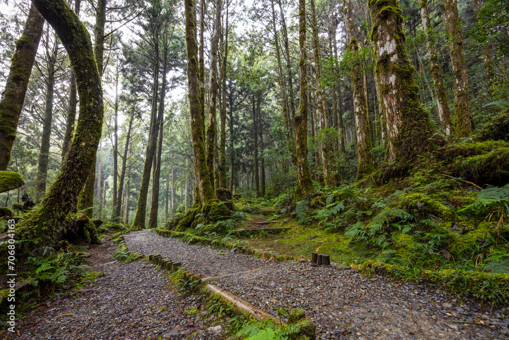 Fototapeta premium Hiking trail in the forest