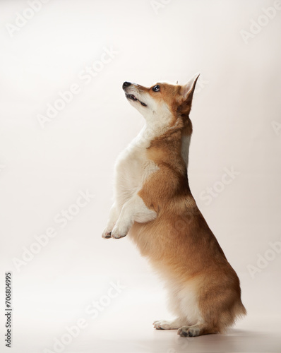 Fototapeta Naklejka Na Ścianę i Meble -  An attentive Welsh Corgi dog stands on hind legs, gazing upwards with ears perked, showcasing its stature against a light backdrop