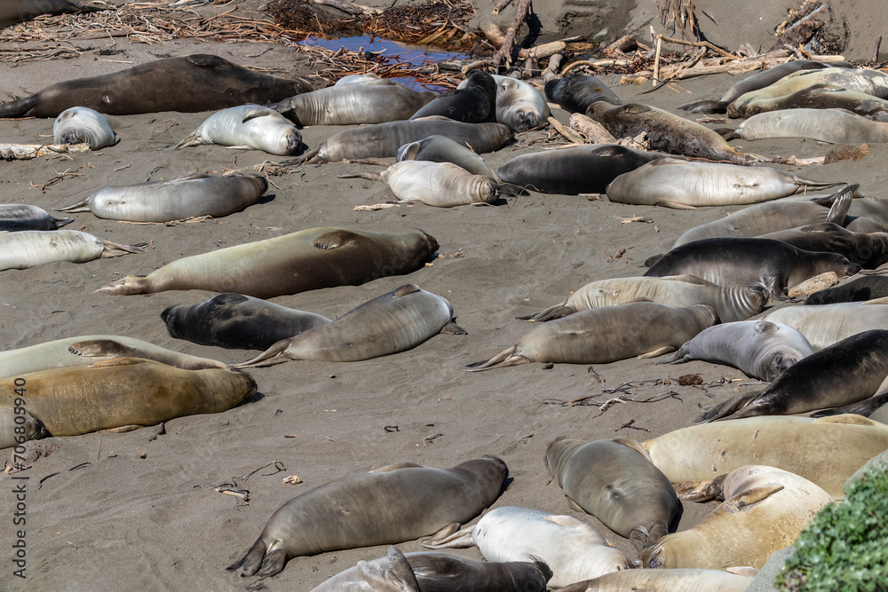 Fototapeta premium Elephant seals (Mirounga angustirostris) on the beach, just north of Cambria California. 