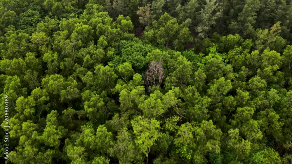 Rainforest ecosystem and healthy environment concept, aerial view