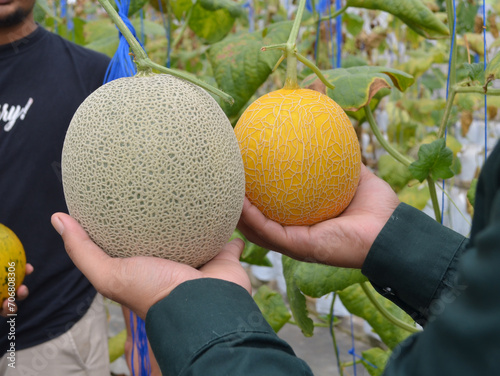 Hydroponic melons with various types of melons that are ready to be harvested and sold