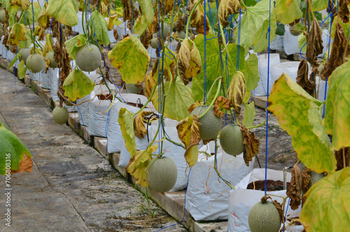 Hydroponic melons with various types of melons that are ready to be harvested and sold