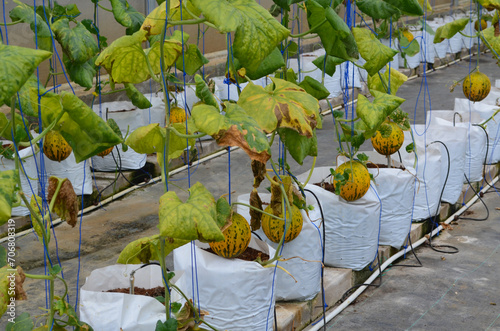 Hydroponic melons with various types of melons that are ready to be harvested and sold