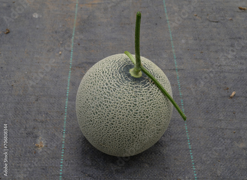 Hydroponic melons with various types of melons that are ready to be harvested and sold