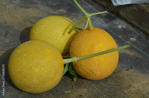 Hydroponic melons with various types of melons that are ready to be harvested and sold