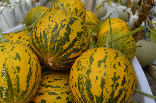 Hydroponic melons with various types of melons that are ready to be harvested and sold