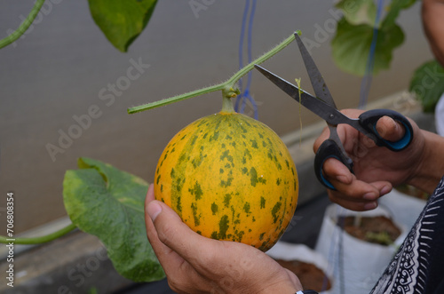 Hydroponic melons with various types of melons that are ready to be harvested and sold