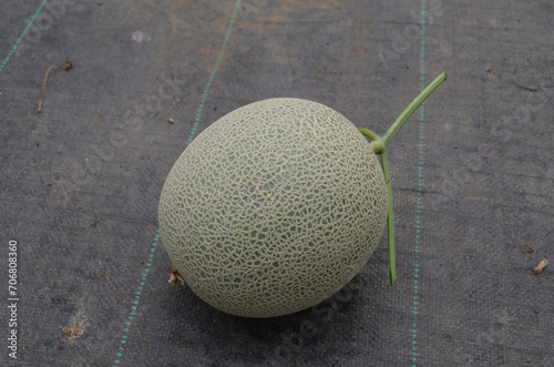 Hydroponic melons with various types of melons that are ready to be harvested and sold