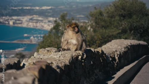 Gibraltar apes groom each other on the wall 