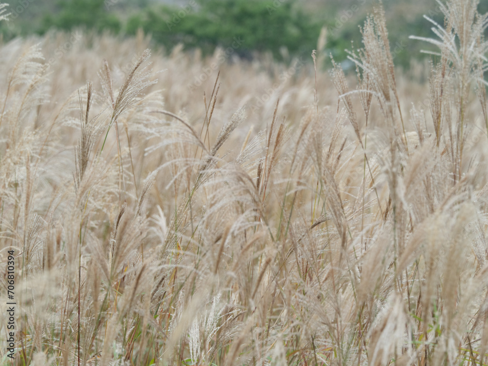 Fototapeta premium ススキの草原