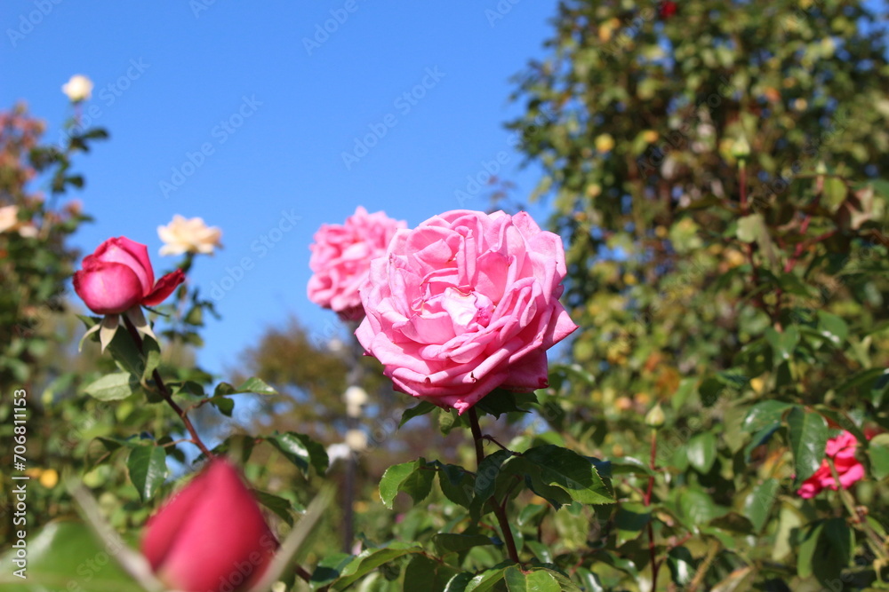 Obraz premium ピンクのバラの花